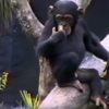 猿が尻の臭いを嗅いで気絶しながら木から落ちる